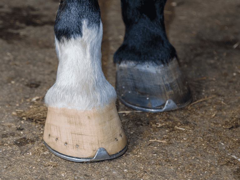 Hestehove har brug for det bedste biotin til heste